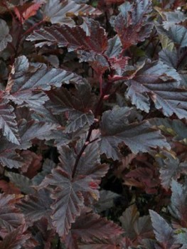     / Physocarpus opulifolius Red Baron , 3