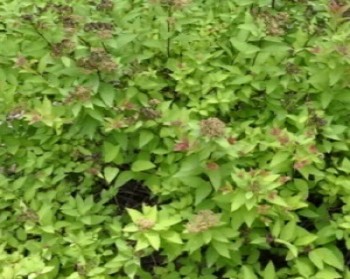     / Spiraea japonica Green Carpet 15-20, 2