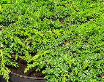    / Juniperus communis Green Carpet , 5
