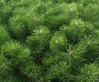   o / Pinus mugo subsp. mugo, 2
