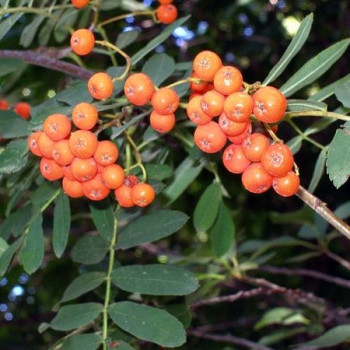    / Sorbus aucuparia Globosum, 5