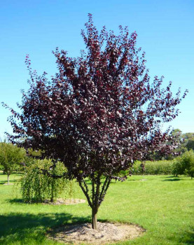   / Prunus virginiana Neubiennaya, -6, 15