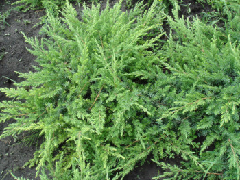   /Juniperus conferta Schlager 20-30, 3, 
