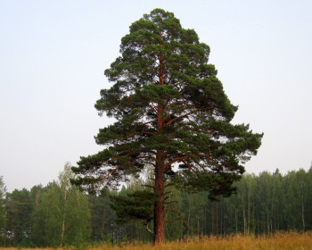   / Pinus sylvestris 60-80, 3