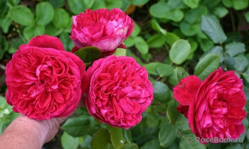    / Rosa Rose des 4 Vents , 4