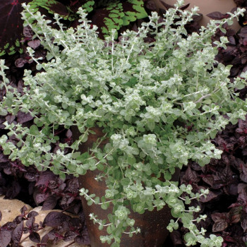  ()  / Helichrysum Silver Mist
