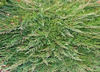     / Juniperus horizontalis Prince of Wales 60-70, 3