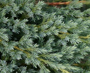     / Juniperus squamata Blue Carpet, 3