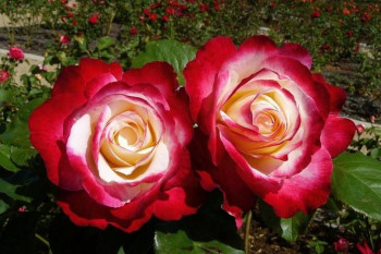  /   / Rosa Double Delight, 4