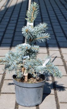    / Picea pungens Koster 60-80, 35