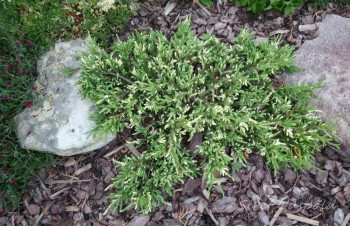     / Juniperus communis Spotty Spreader, 2