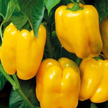     /Sweet Giant Yellow pepper, 6