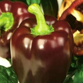      / Sweet pepper Giant dark cherry, 6