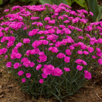    / Dianthus Pretty Becky, 9