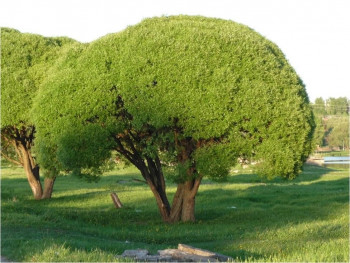    / Salix fragilis Bullata, 140-160, 15