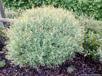    / Salix purpurea Nana, 20-30, 5