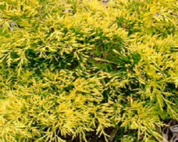     / Juniperus x pfitzeriana Old Gold 20-30, 3