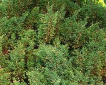    / Juniperus sabina Hicksii, 3