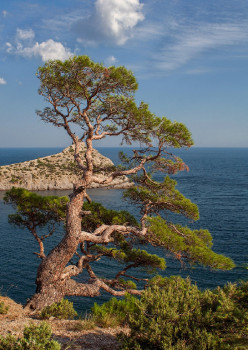    / Pinus taurica, allasiana, 3, 