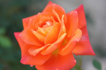  /  / Rosa Orange Long, 4