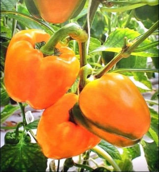     / Sweet pepper is an orange miracle, 6