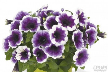     /  Petunia Plus Purple Halo, 9