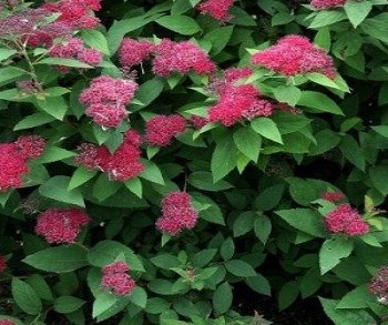     / Spiraea japonica Dart's Red 15-20, 2