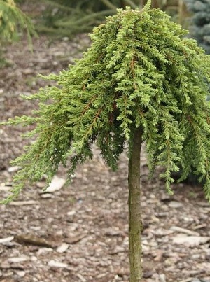 Можжевельник обыкновенный Грин Монтл / Juniperus communis Green Mantle Ра80-100, С5, шт