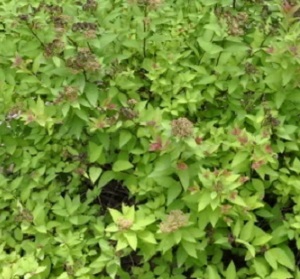 Спирея японская Грин Карпет / Spiraea japonica Green Carpet 15-20, С2