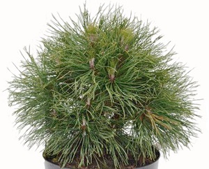 Сосна горная Варелла / Pinus mugo Varella 20-25, С4
