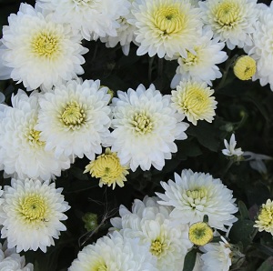 Хризантема мультифлора Бранперфест Айс / Chrysanthemum multiflora Branperfect Ice, белая, С2