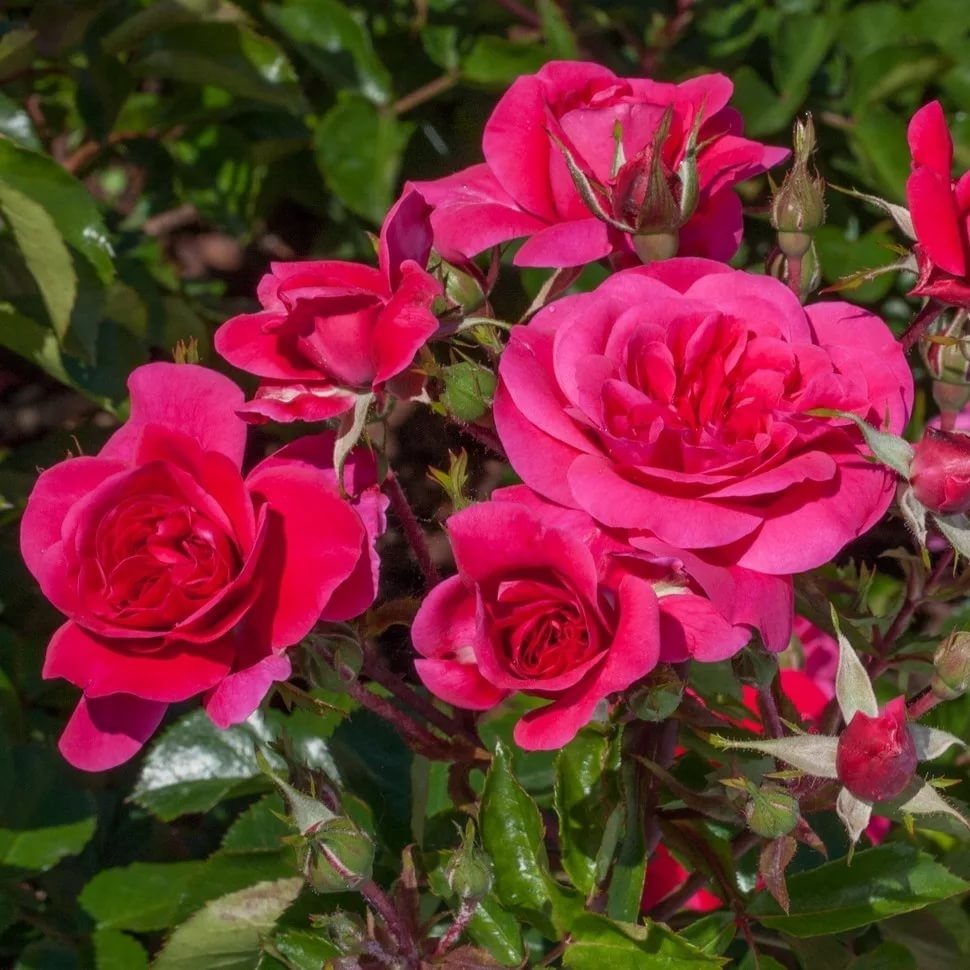Роза флорибунда Сангрия / Rosa floribunda Sangria