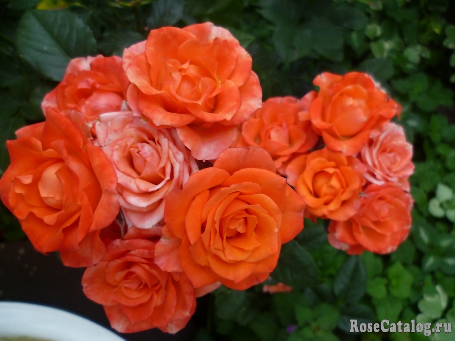 Роза миниатюрная Алегрия / Rosa miniature Alegria