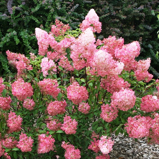 Гортензия метельчатая Пинк Леди / Hydrangea paniculata Pink Lady, С3