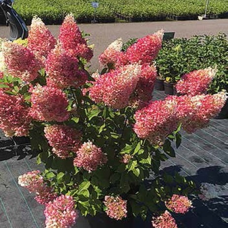 Гортензия метельчатая Строберри Блоссом / Hydrangea paniculata Strawberry Blossom, С5