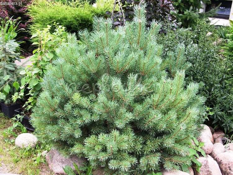 Сосна обыкновенная / Pinus sylvestris 60-80, С3