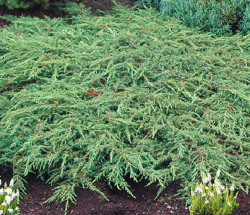 Можжевельник обыкновенный Репанда / Juniperus communis Repanda, С5