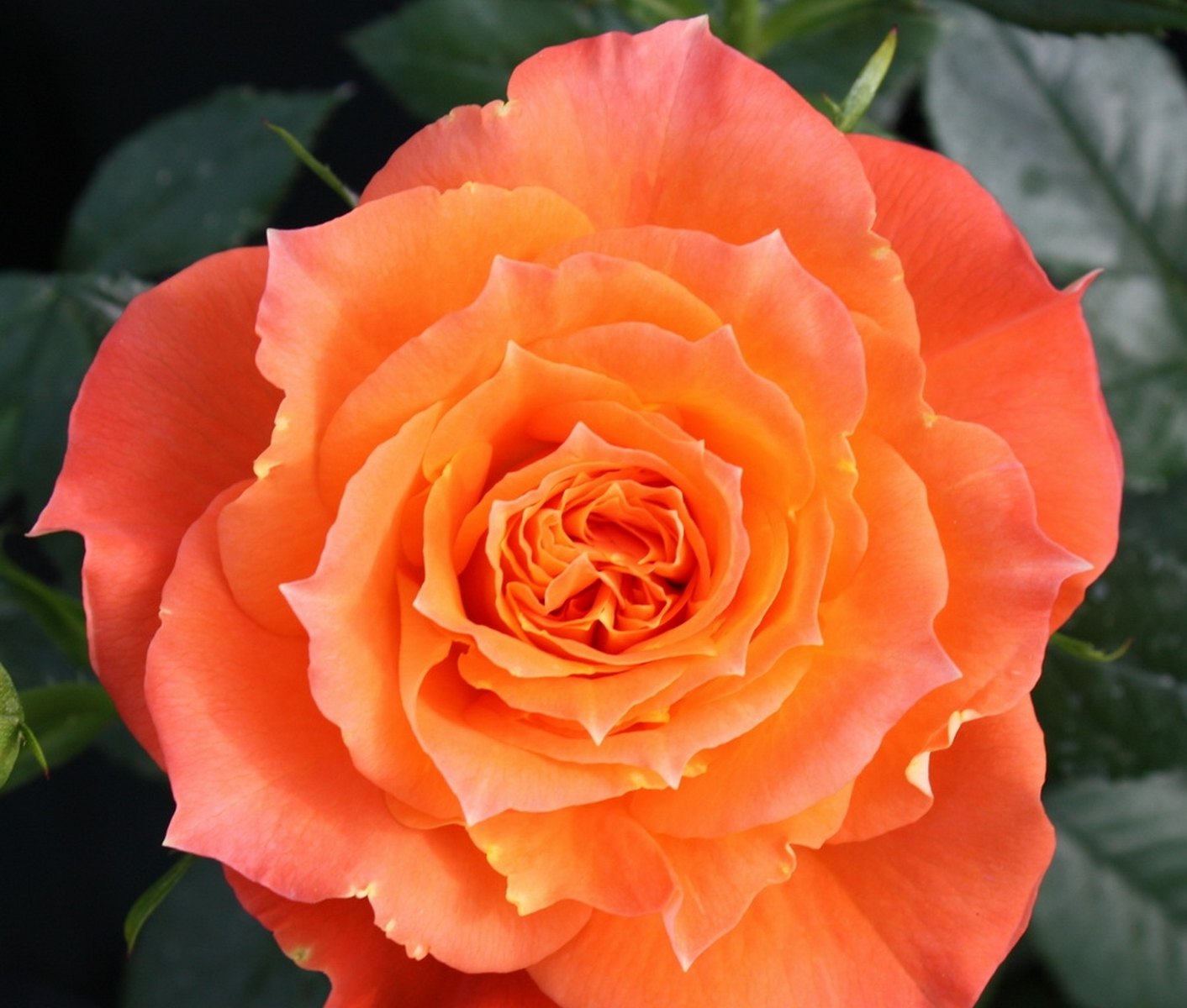 Роза спрей Оранжевая Симфония / Rose Orange Symphonie