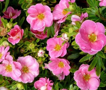 Лапчатка кустарниковая Лавли Пинк / Protentilla futicosa Lovely Pink 30-40, С3