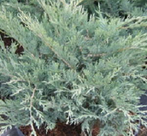 Можжевельник казацкий Блю Дануб / Juniperus sabina Blue Danube, С5