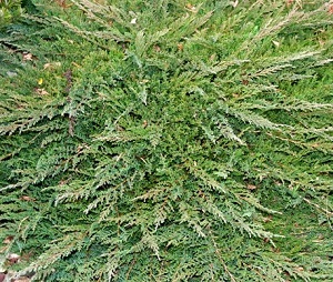 Можжевельник горизонтальный Принц Уэльский / Juniperus horizontalis Prince of Wales 30-40, С2, шт
