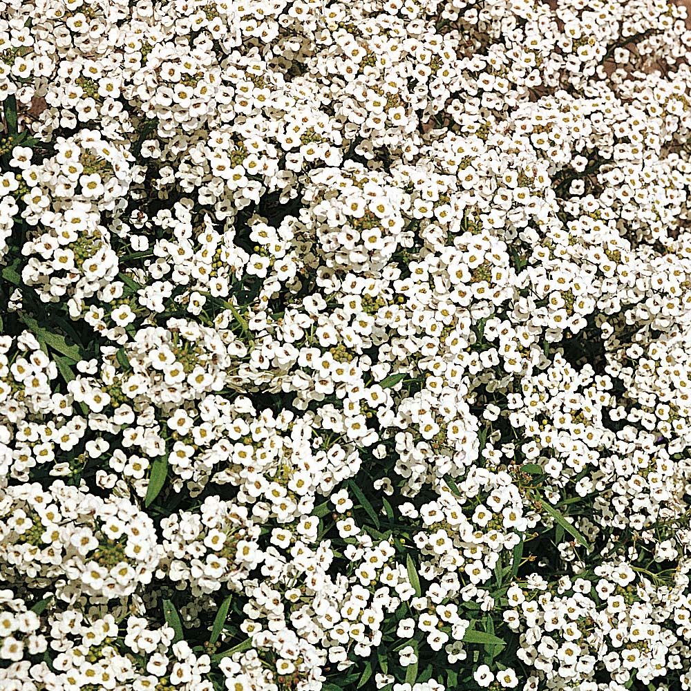 Алиссум Вондерленд Вайт / Alyssum Wonderland White, К6