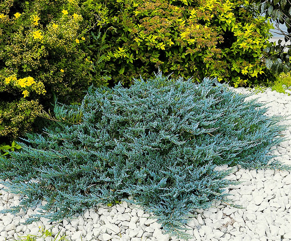 Можжевельник горизонтальный Блю Чип / Juniperus horisontalis Blue Chip 20-30, С3