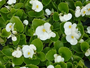Бегония Амбасадор Вайт /Begonia semperflorens Ambassador White, К6