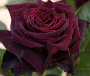Роза ч/г Черный принц / Rosa tea hybrid Black Prince