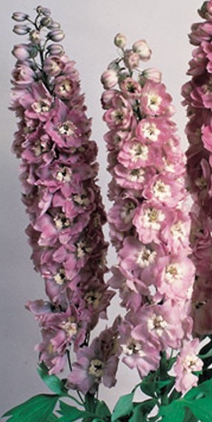Дельфиниум гибридный Мэджик Фонтэйнс Черри Блоссом Вайт / Delphinium Magic Fountain Cherry Blossom White, С3