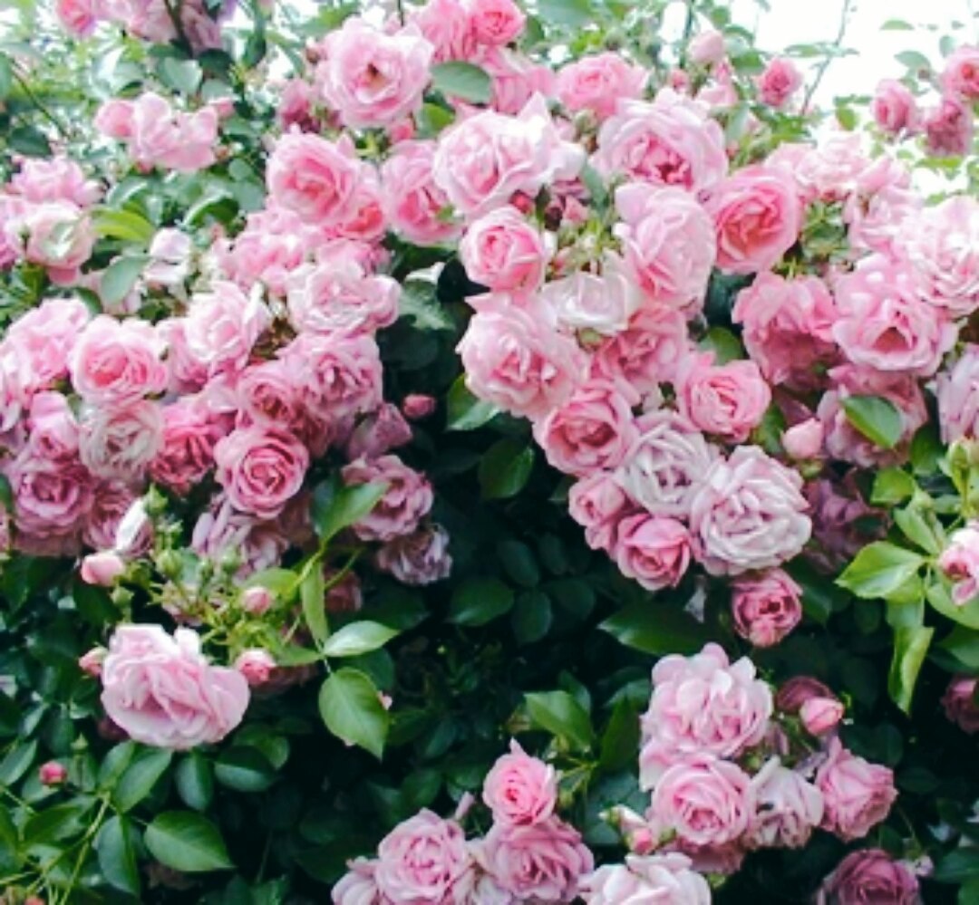 Роза плетистая Джардина / Rosa tea hybrid Rose Giardina,