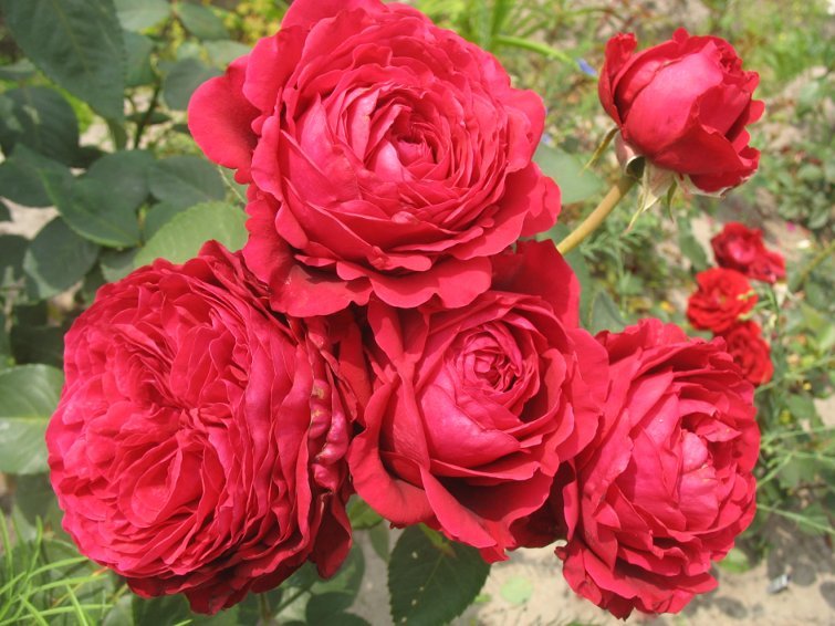 Роза флорибунда Четырех Ветров / Rosa floribunda des 4 Vents
