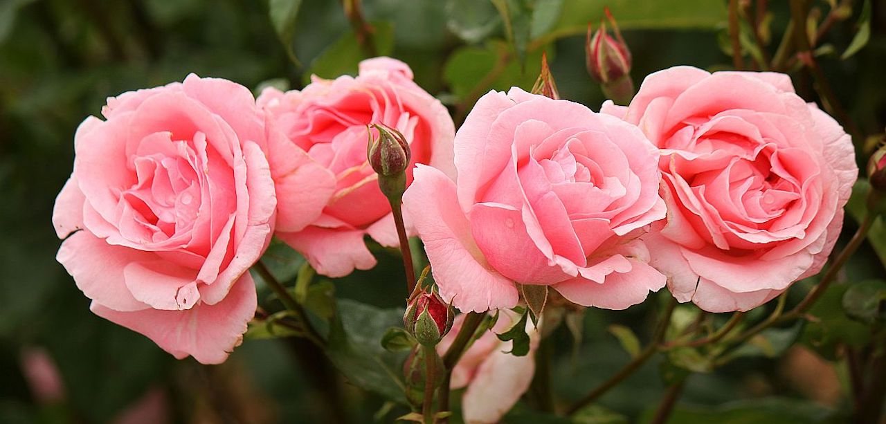 Роза флорибунда Королева Элизавета / Rosa Queen Elizabeth