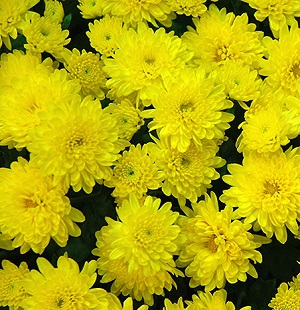 Хризантема мультифлора Бранфонтейн Йелоу / Chrysanthemum Branfountain Yellow, желтая, С2
